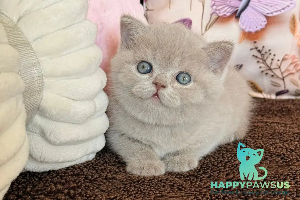 Boston British Shorthair male lilac - live animals