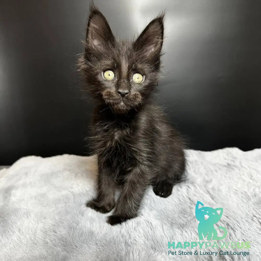 Boston Maine Coon male black - live animals