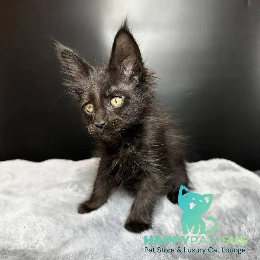 Boston Maine Coon male black - live animals