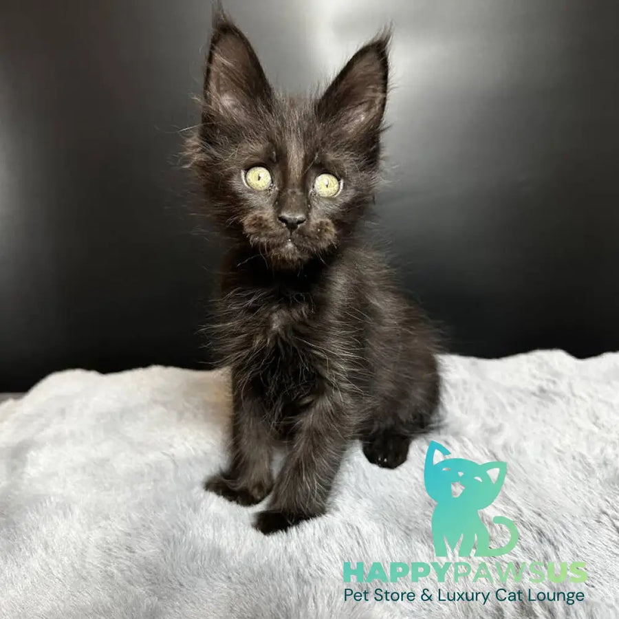 Boston Maine Coon male black - live animals
