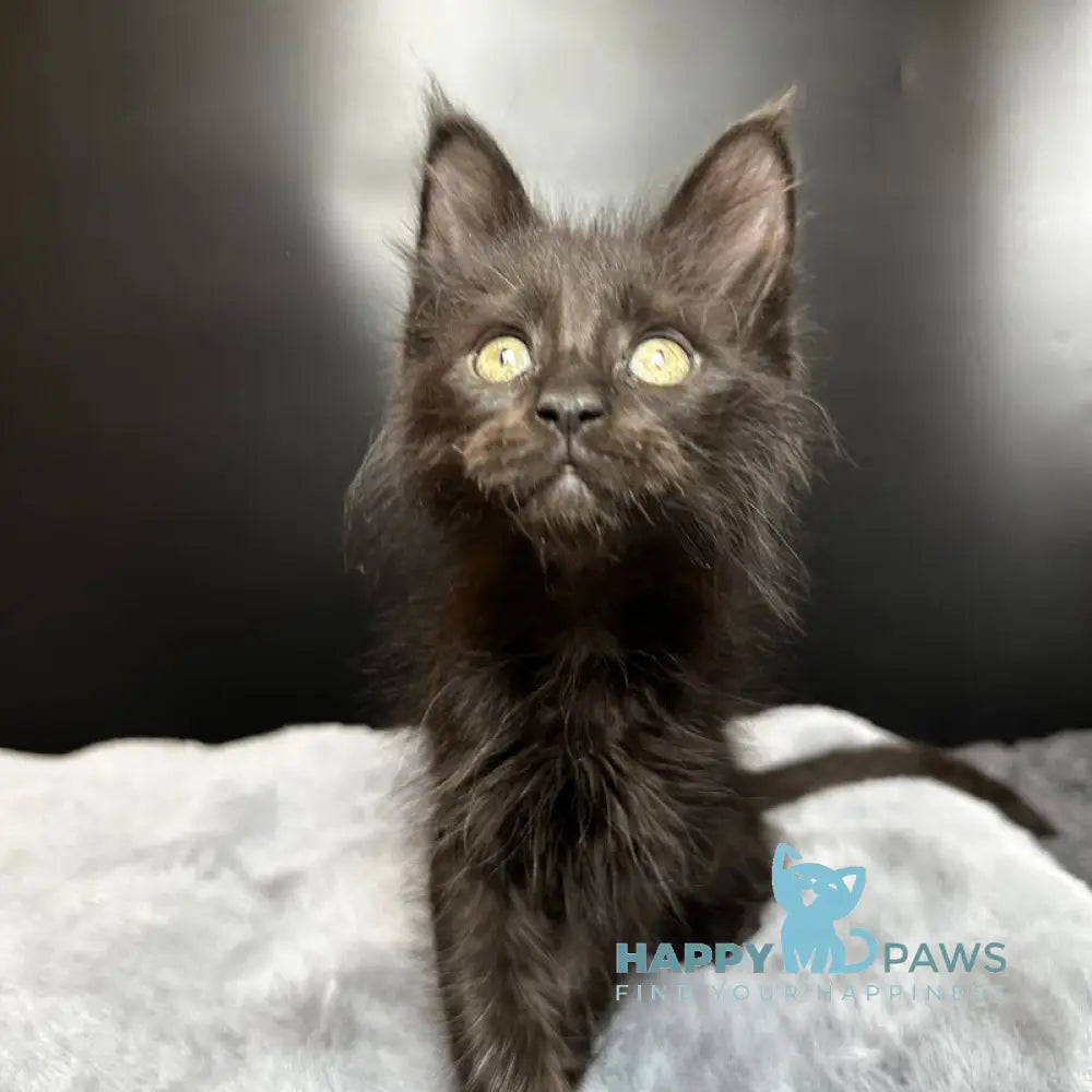 Boston Maine Coon male black - live animals