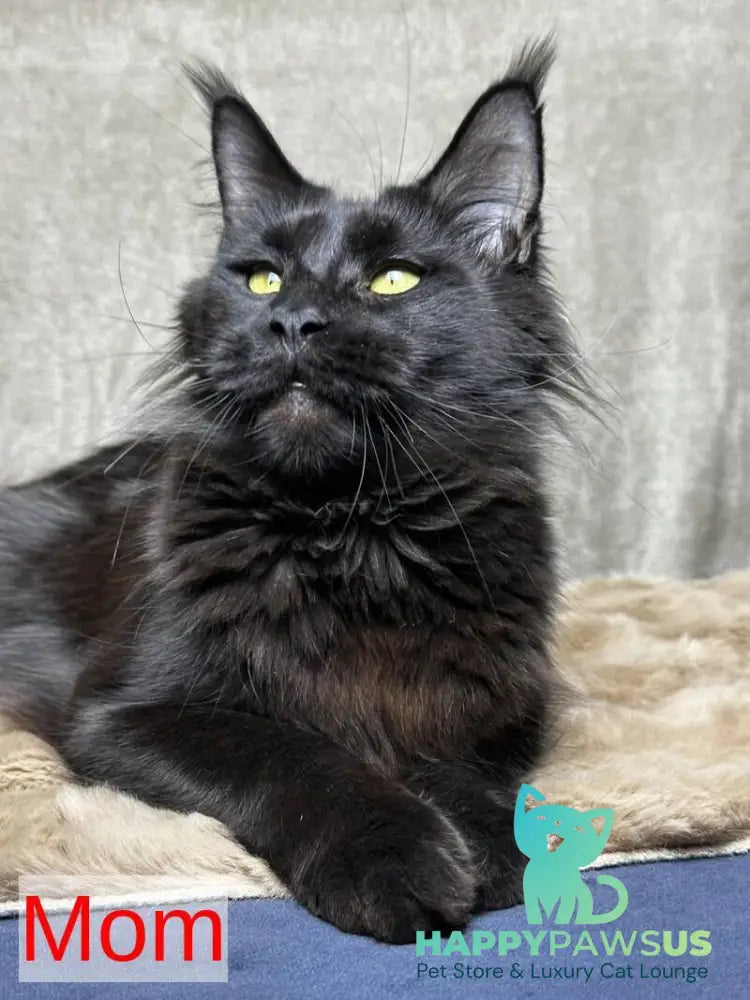 Boston Maine Coon male black - live animals