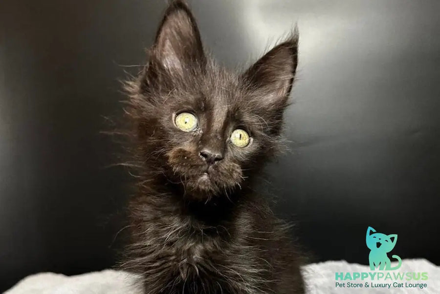 Boston Maine Coon male black - live animals