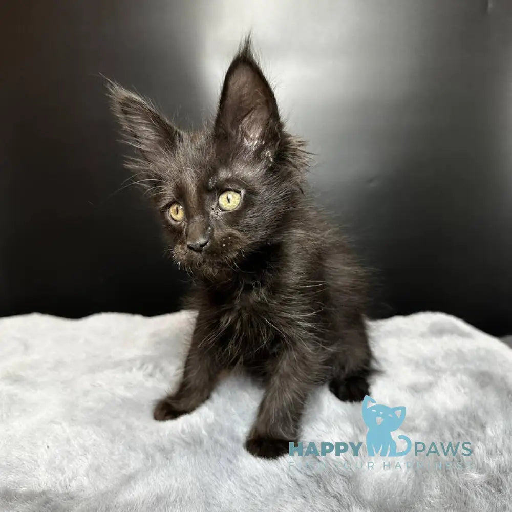 Boston Maine Coon male black - live animals
