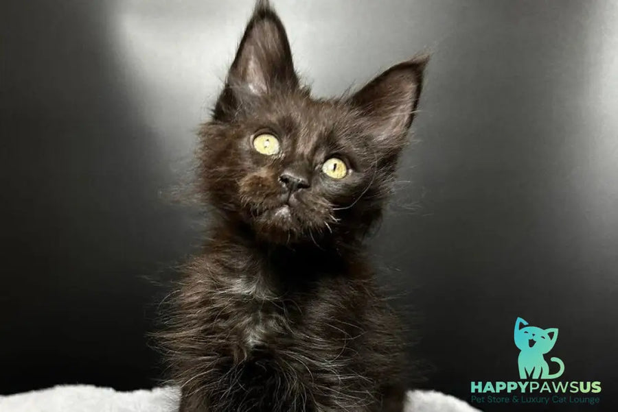 Boston Maine Coon male black - live animals