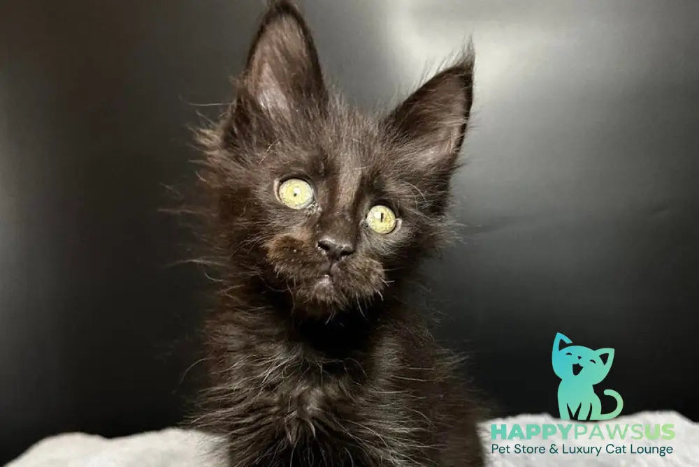 Boston Maine Coon male black - live animals
