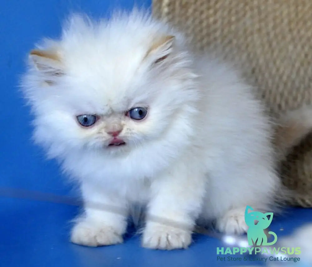 Boston Persian male cream pointed - live animals