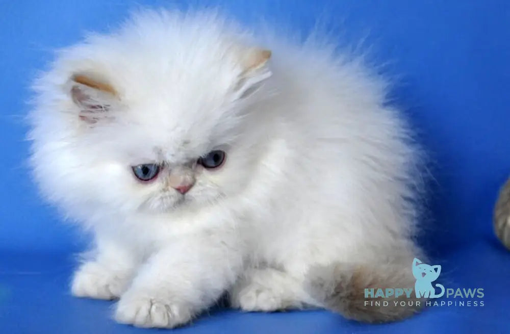 Boston Persian male cream pointed - live animals