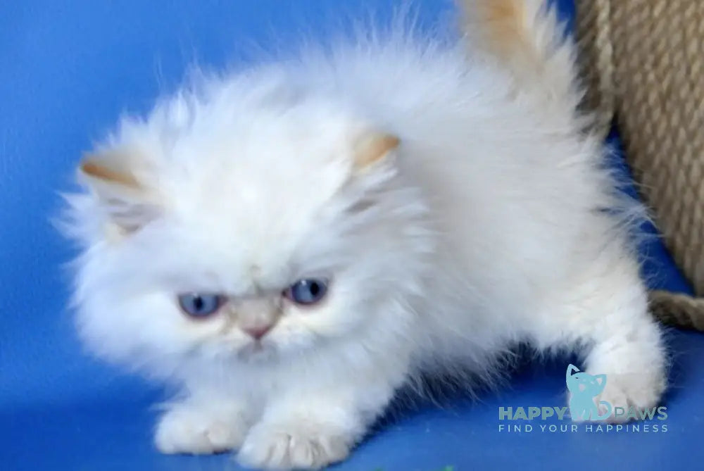 Boston Persian male cream pointed - live animals