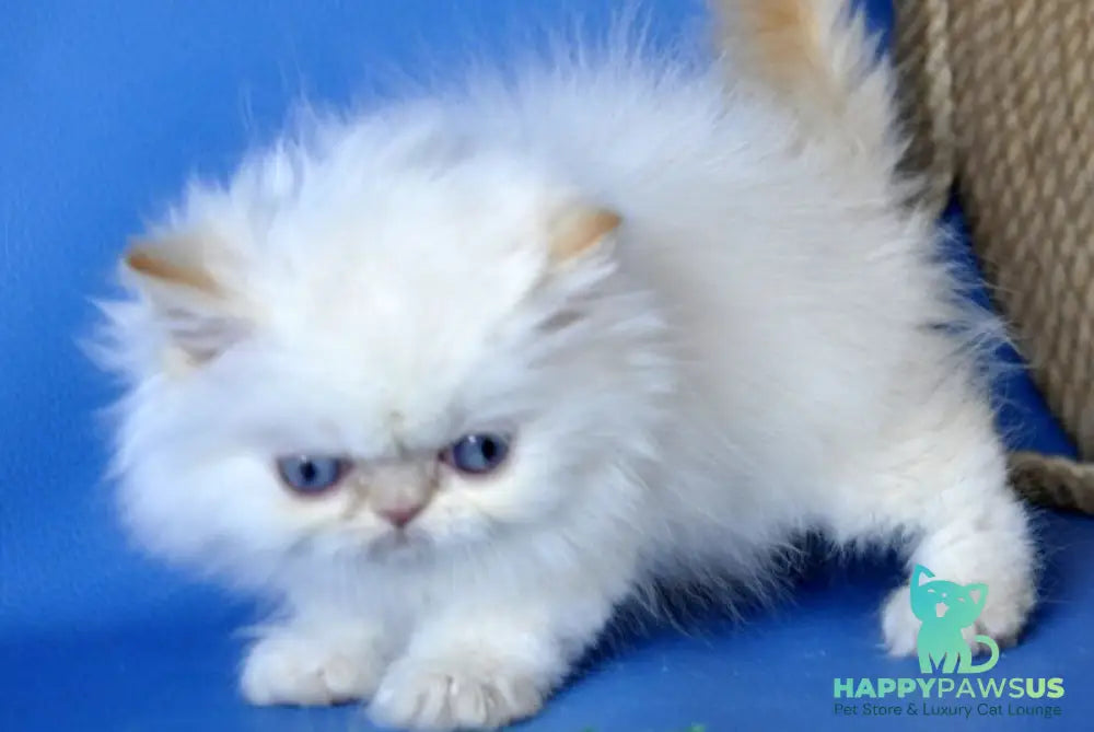 Boston Persian male cream pointed - live animals