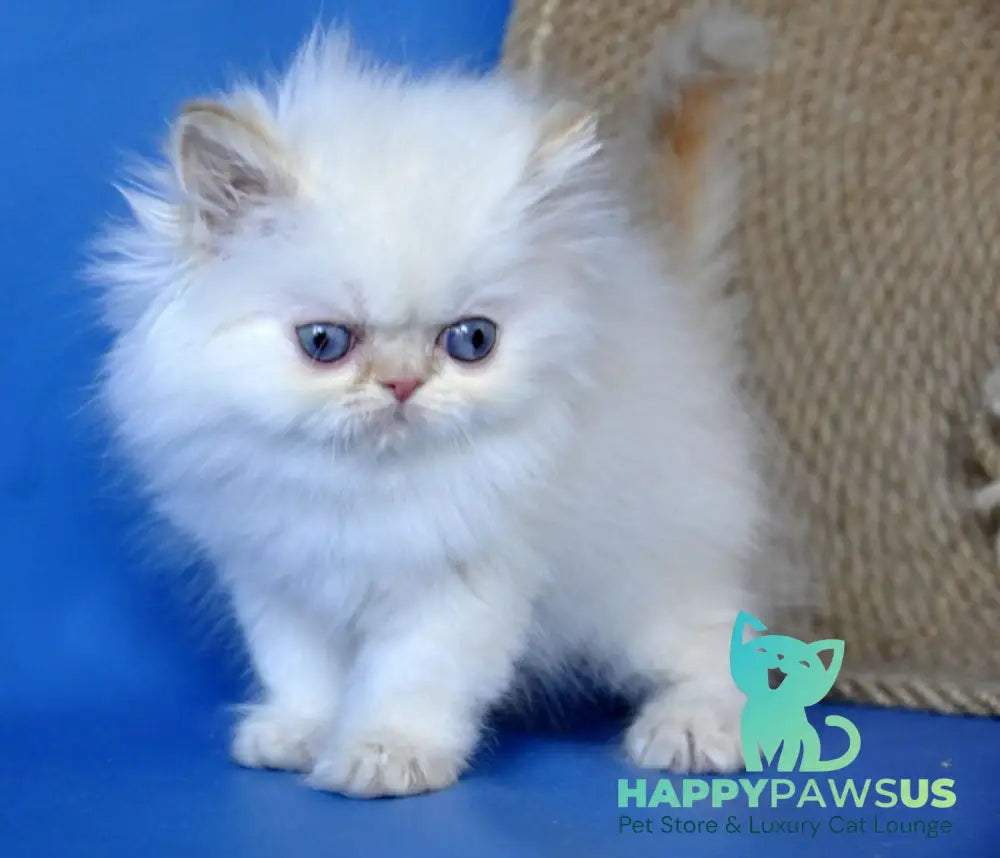 Boston Persian male cream pointed - live animals