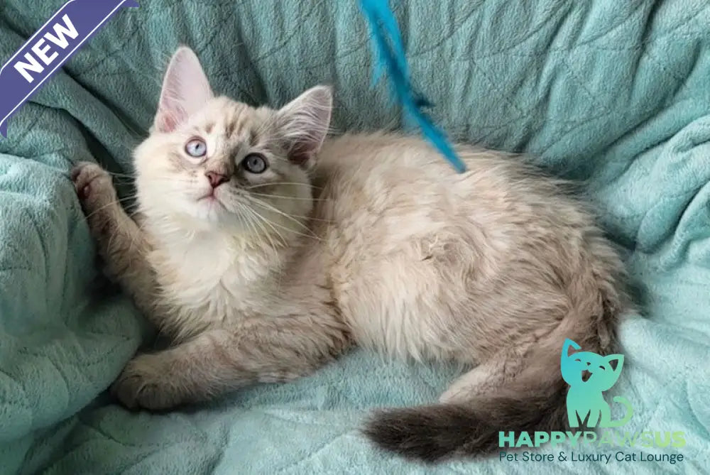 Boston Siberian male blue tabby pointed - live animals
