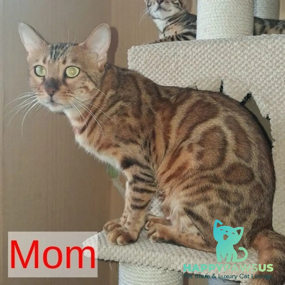 Bouncy Bengal female black spotted tabby - live animals