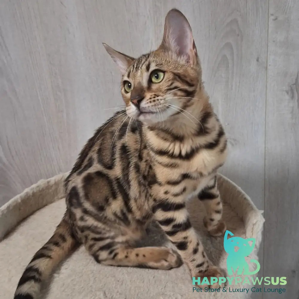 Bouncy Bengal female black spotted tabby - live animals
