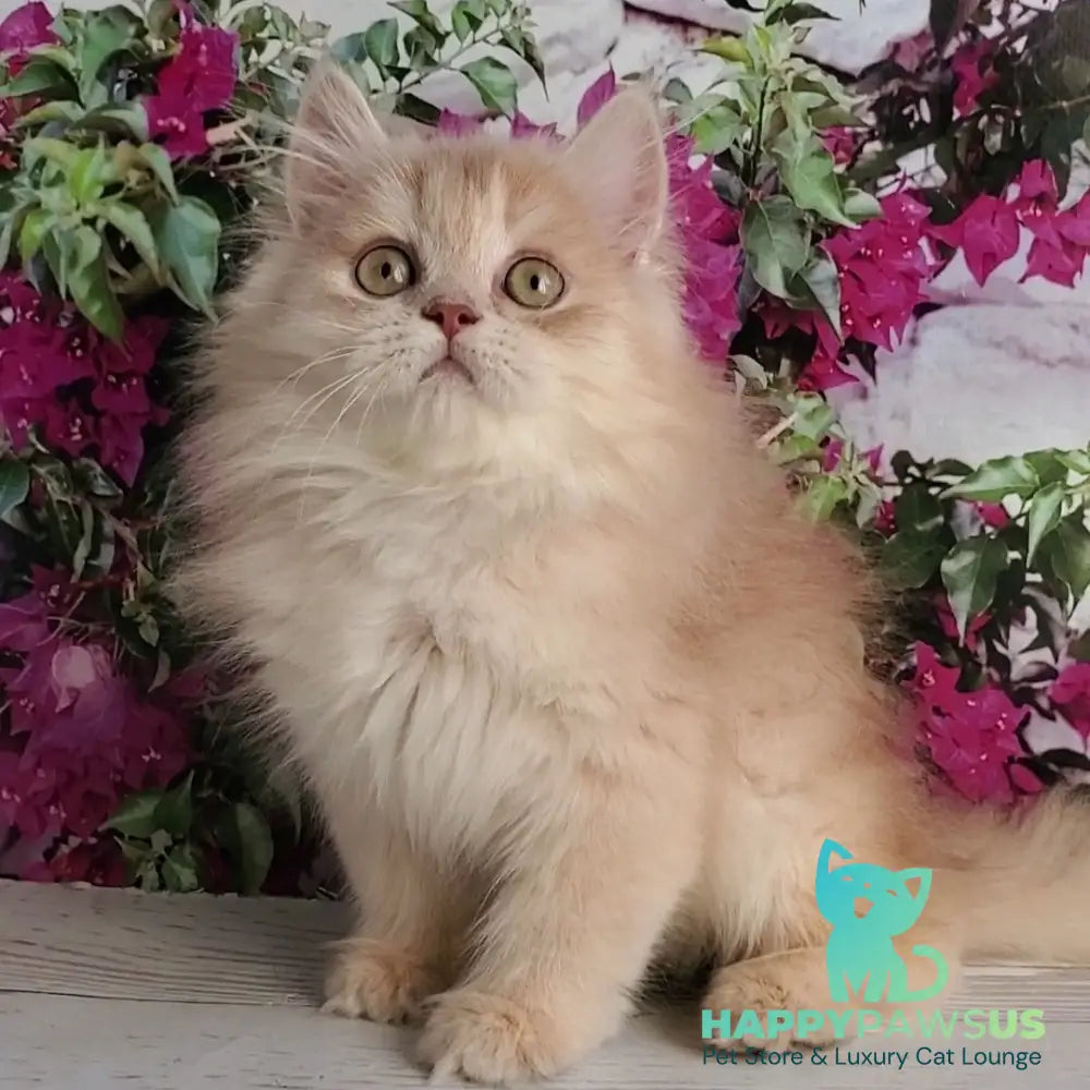 Bounty British Longhair male lilac golden chinchilla - live animals