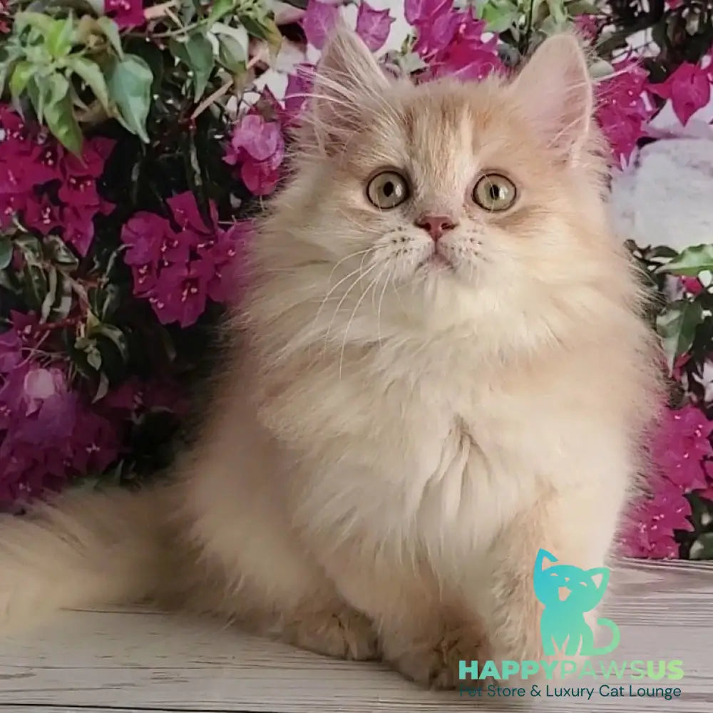 Bounty British Longhair male lilac golden chinchilla - live animals