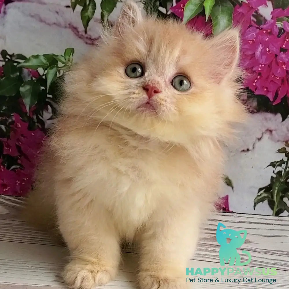 Bounty British Longhair male lilac golden chinchilla - live animals