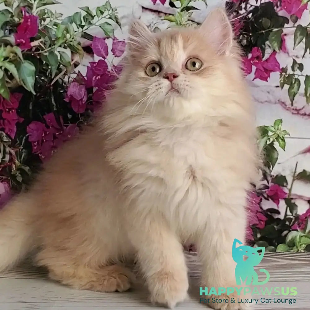 Bounty British Longhair male lilac golden chinchilla - live animals