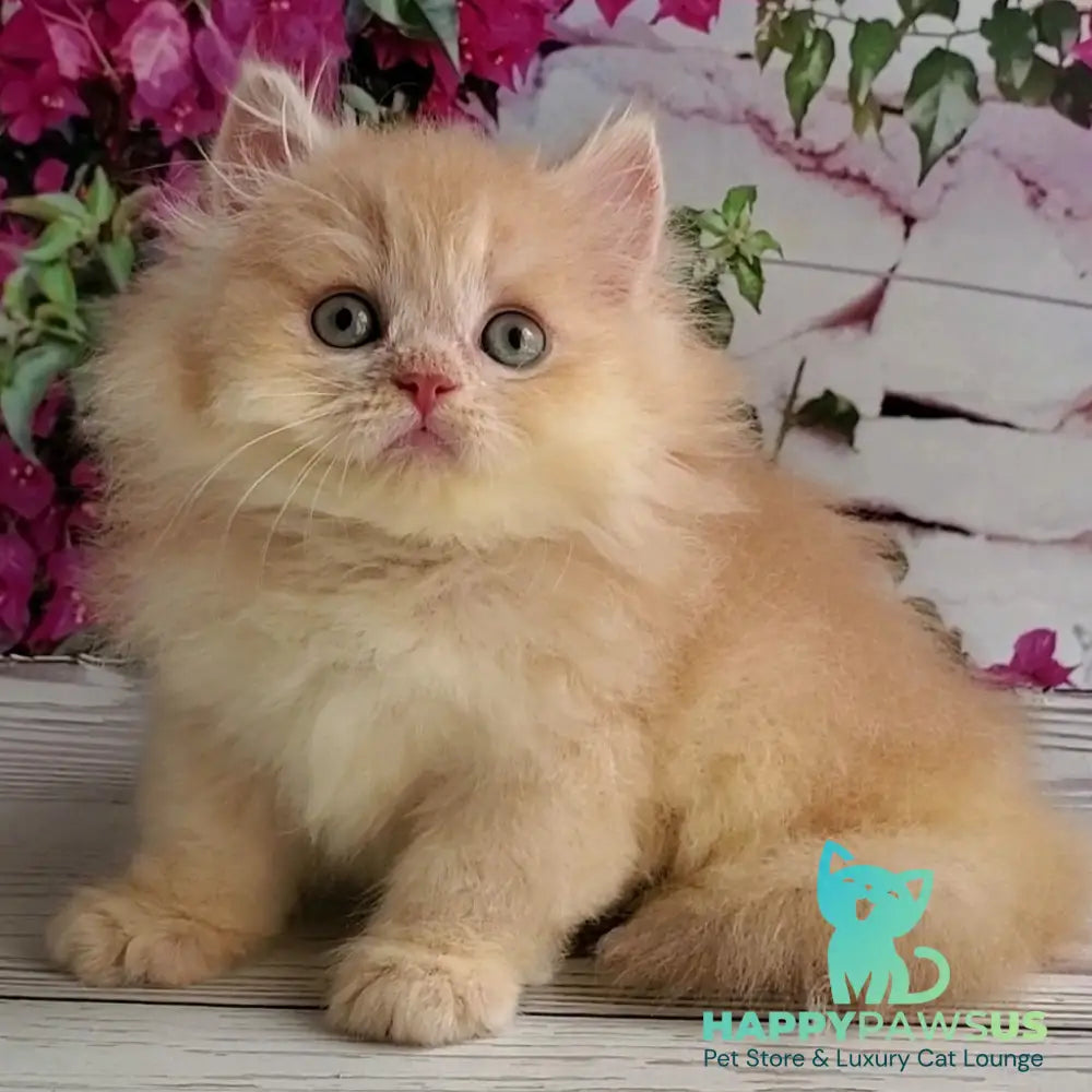 Bounty British Longhair male lilac golden chinchilla - live animals