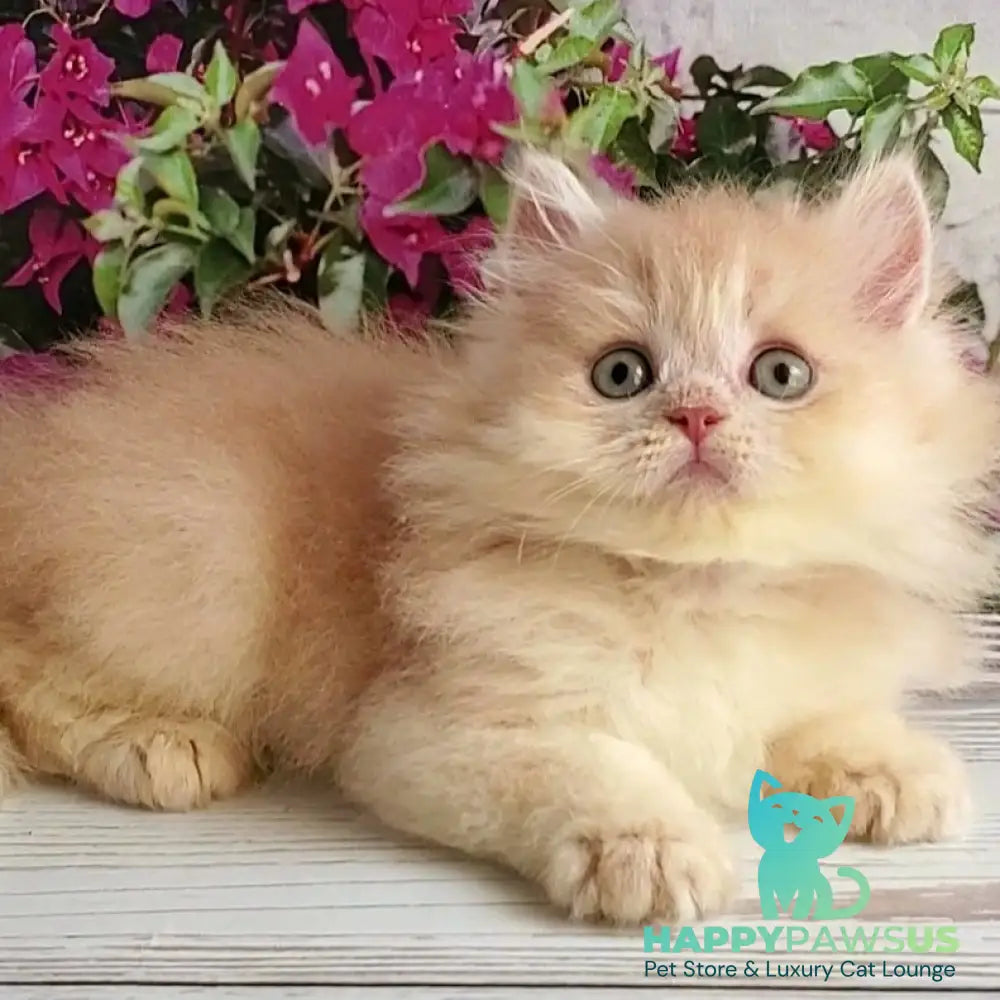 Bounty British Longhair male lilac golden chinchilla - live animals