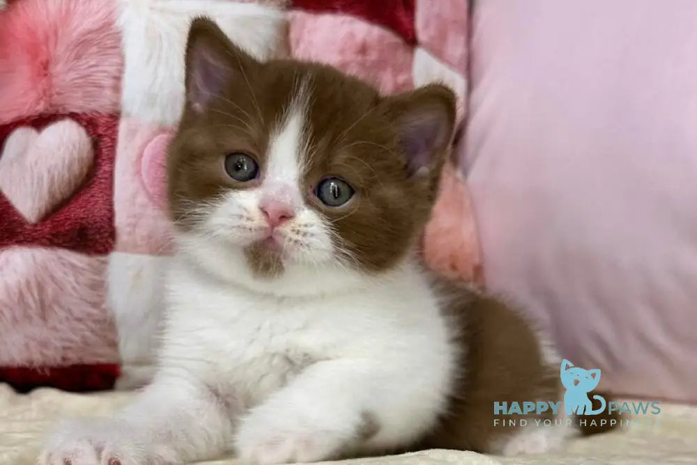 Bounty British Shorthair male cinnamon bicolour live animals