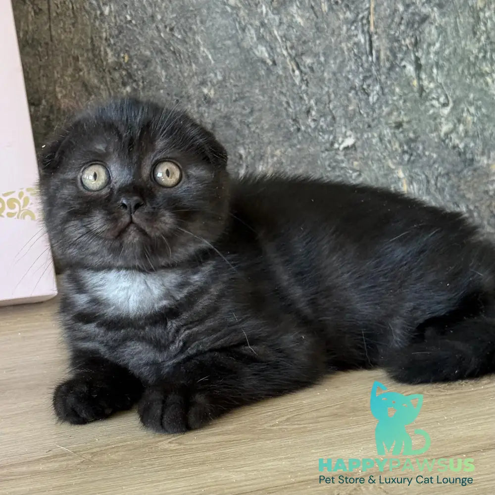 Bounty Scottish Fold female black - live animals