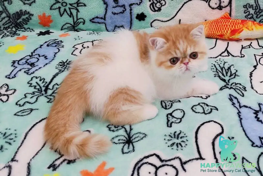 Bourbon Exotic male red spotted tabby harlequin - live animals