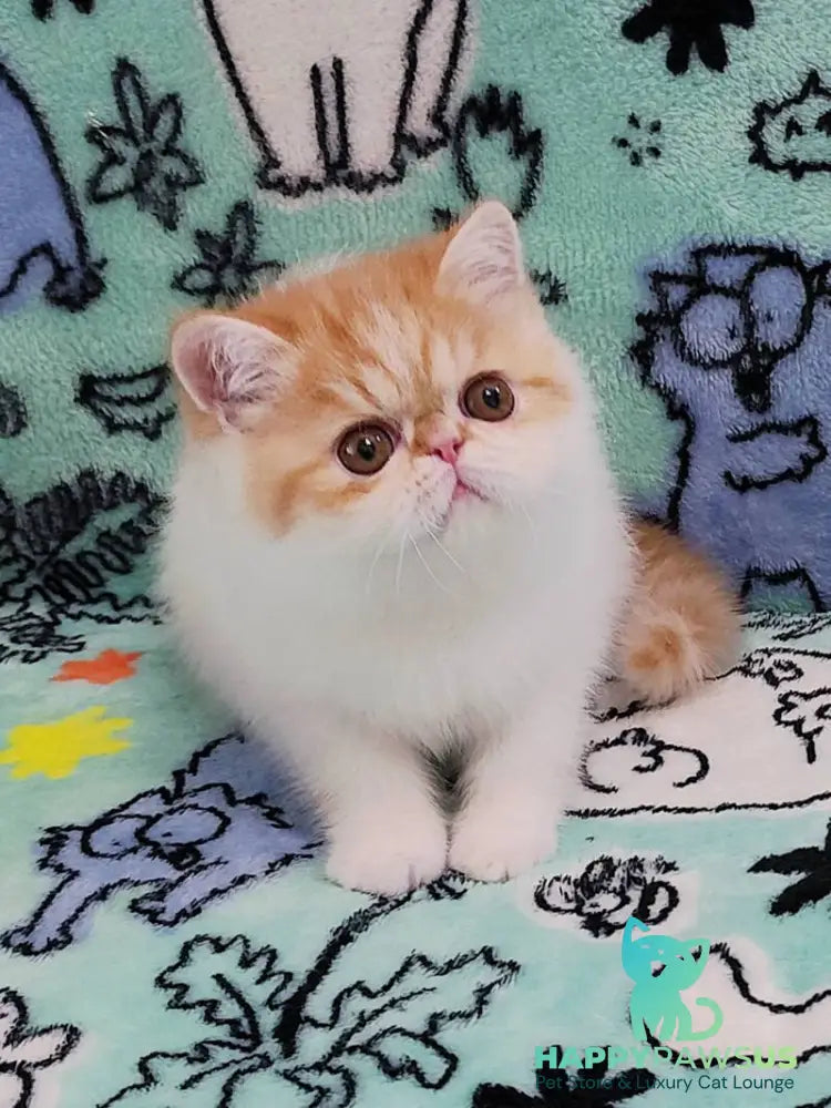 Bourbon Exotic male red spotted tabby harlequin - live animals