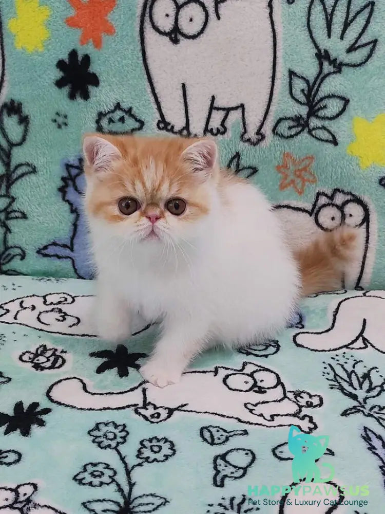 Bourbon Exotic male red spotted tabby harlequin - live animals