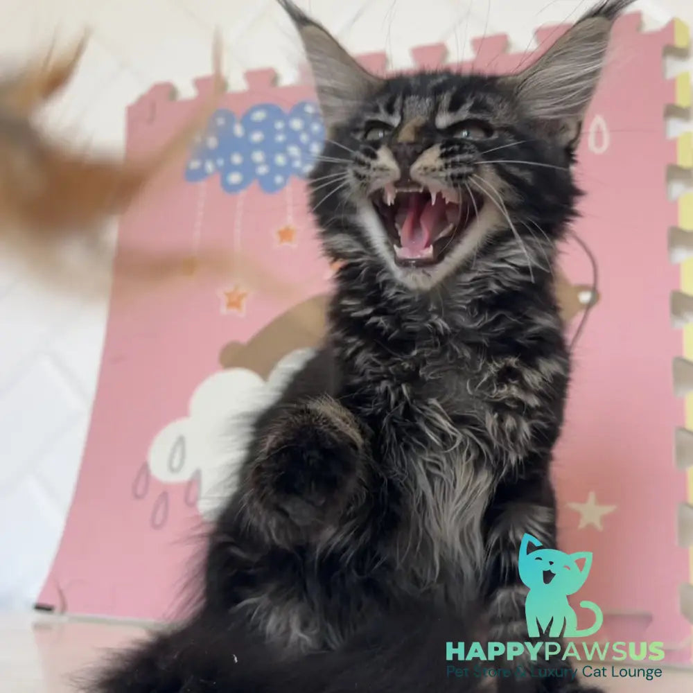 Bourbon Maine Coon male black tabby - live animals