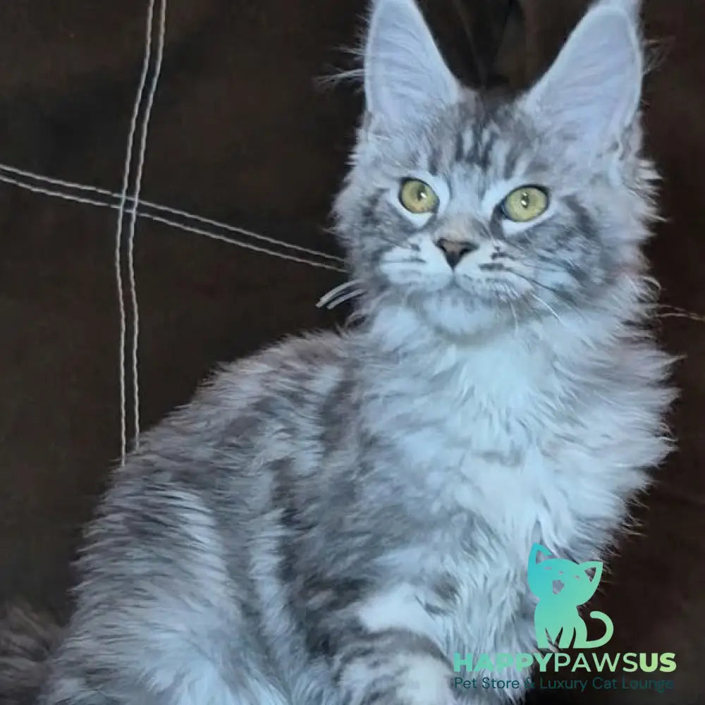 Bourbon Maine Coon polydactyl 5x5x5x5 male black silver tabby - live animals