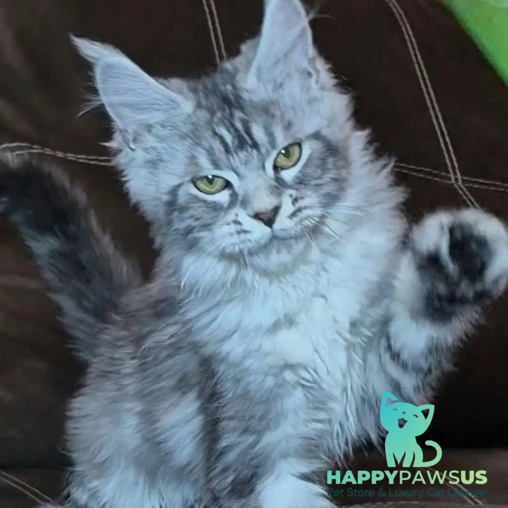 Bourbon Maine Coon polydactyl 5x5x5x5 male black silver tabby - live animals