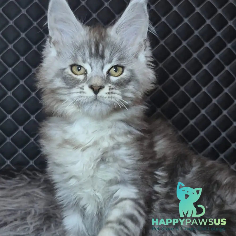 Bourbon Maine Coon polydactyl 5x5x5x5 male black silver tabby - live animals