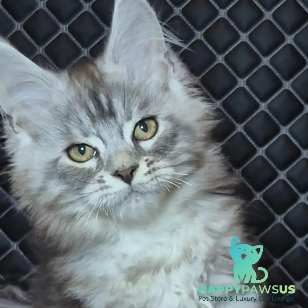 Bourbon Maine Coon polydactyl 5x5x5x5 male black silver tabby - live animals
