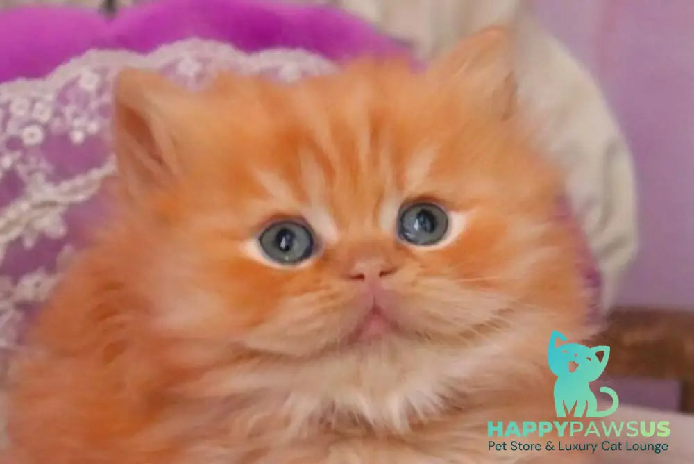 Bow British Longhair male red live animals