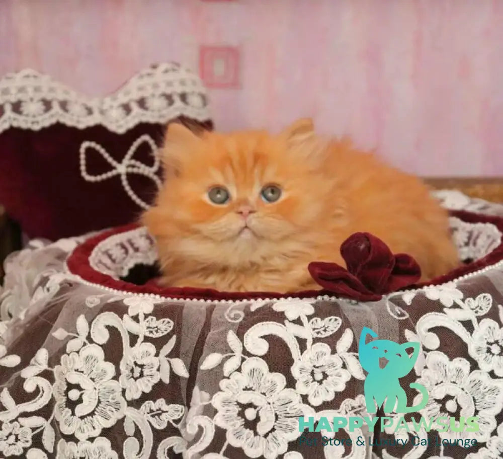 Bow British Longhair male red live animals