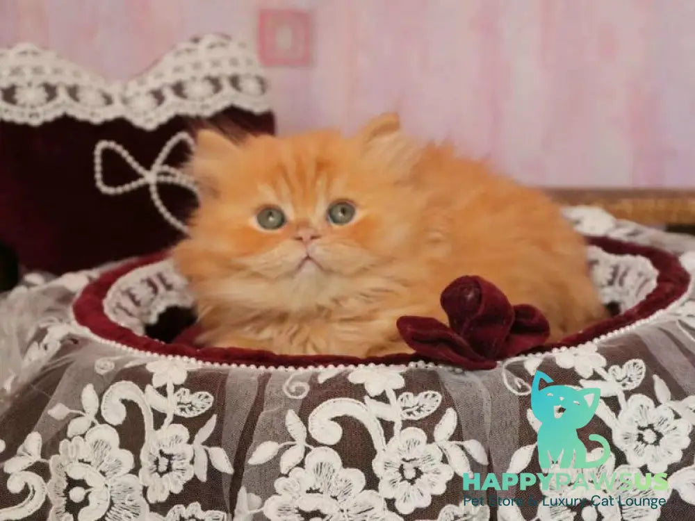 Bow British Longhair male red live animals