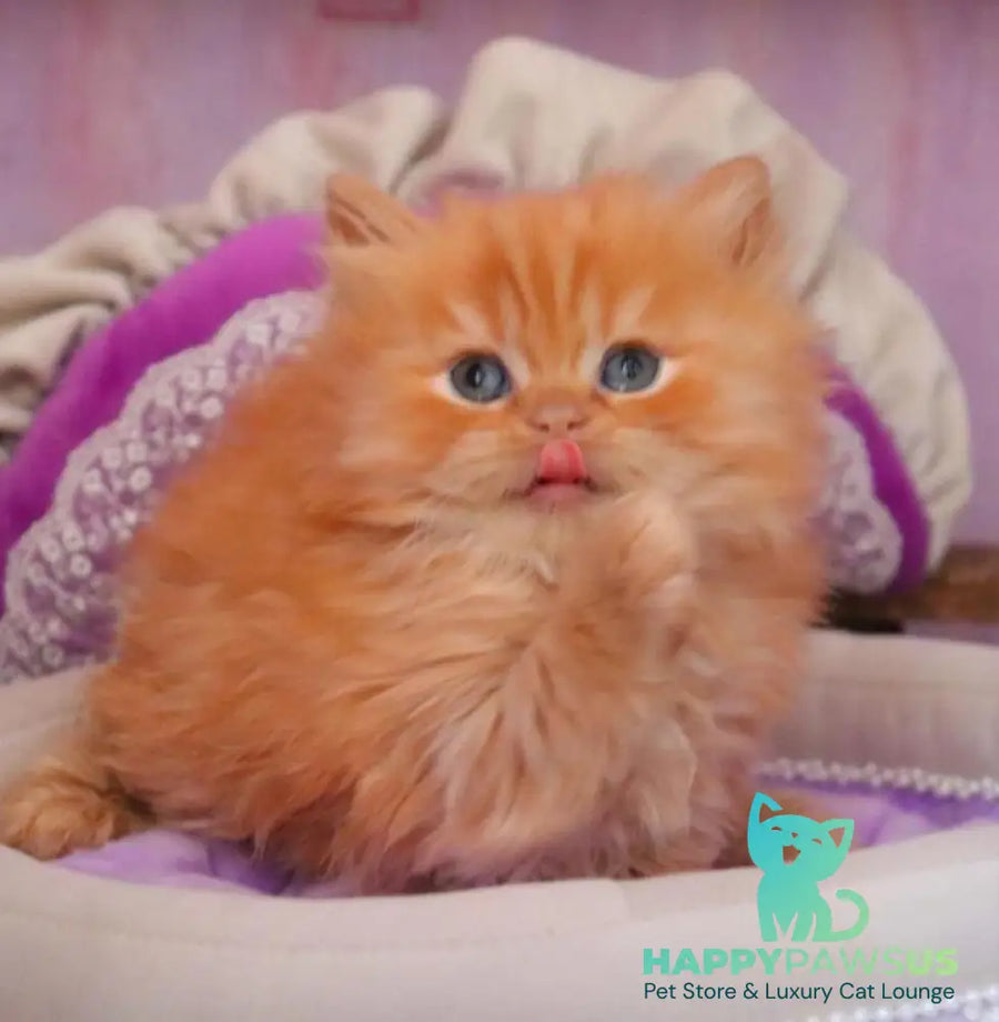 Bow British Longhair male red live animals