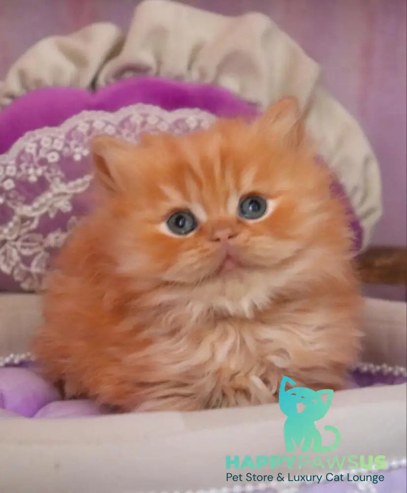 Bow British Longhair male red live animals