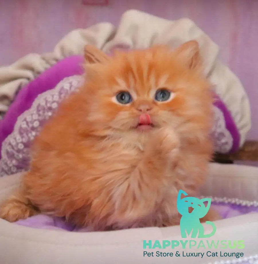 Bow British Longhair male red live animals