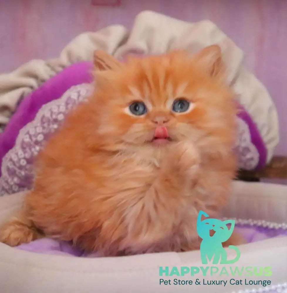 Bow British Longhair male red live animals