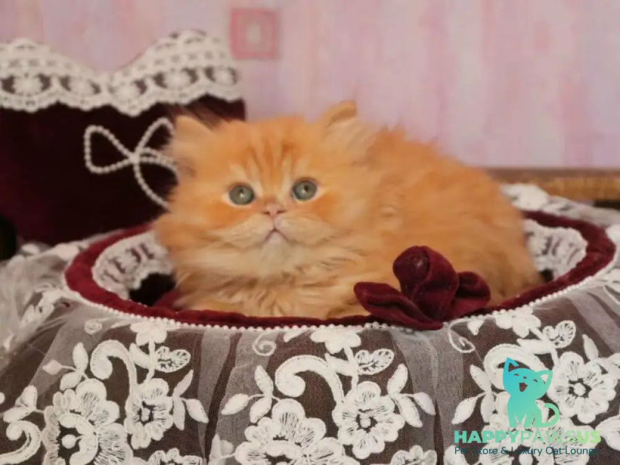 Bow British Longhair male red live animals