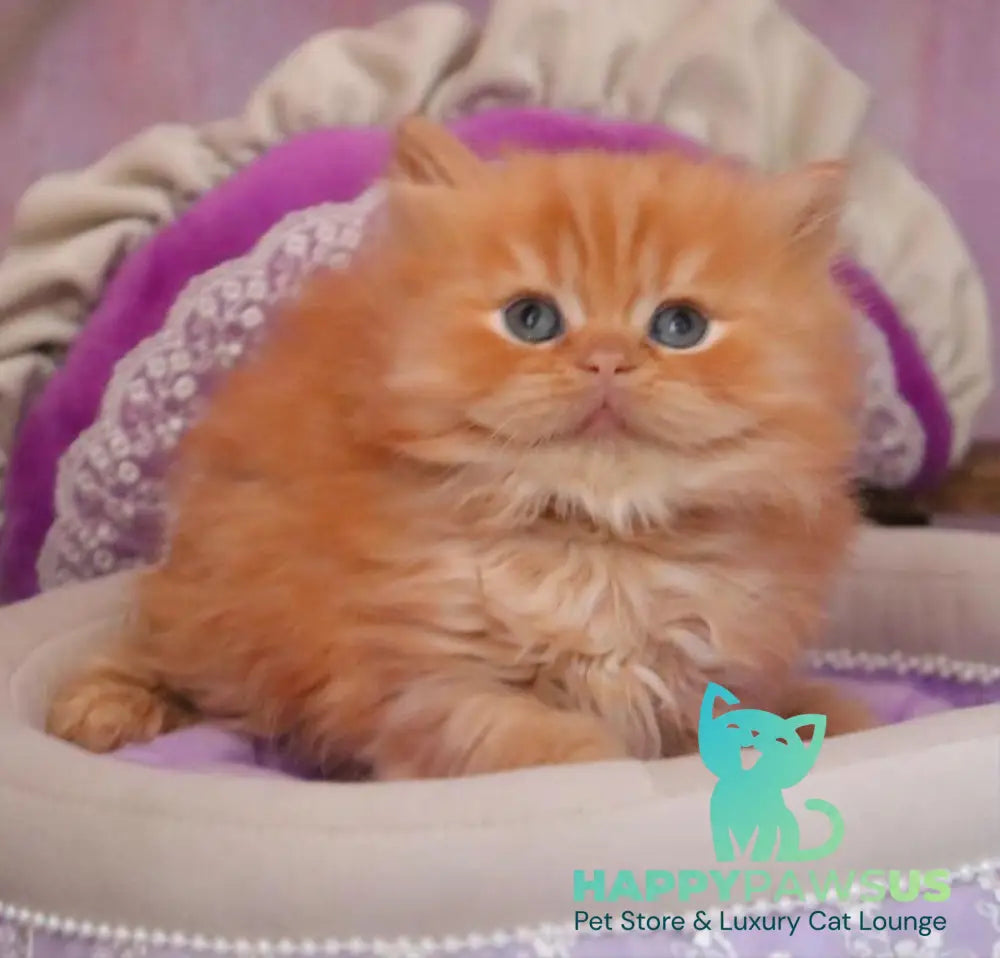 Bow British Longhair male red live animals