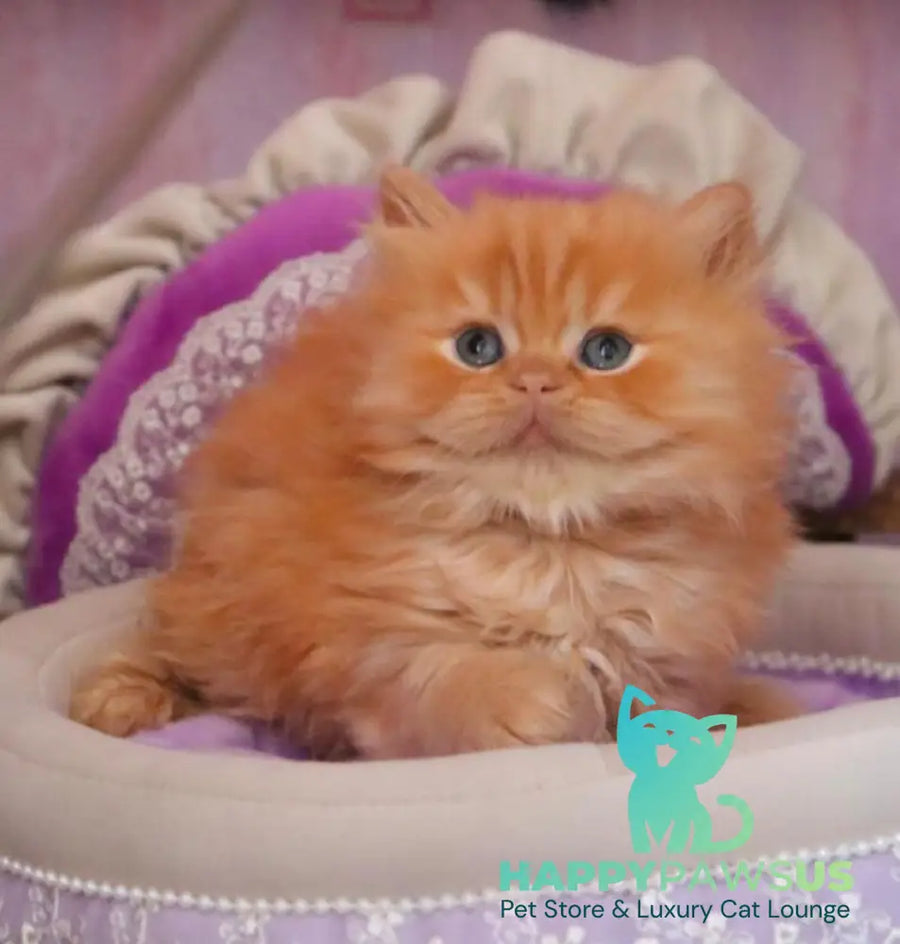 Bow British Longhair male red live animals