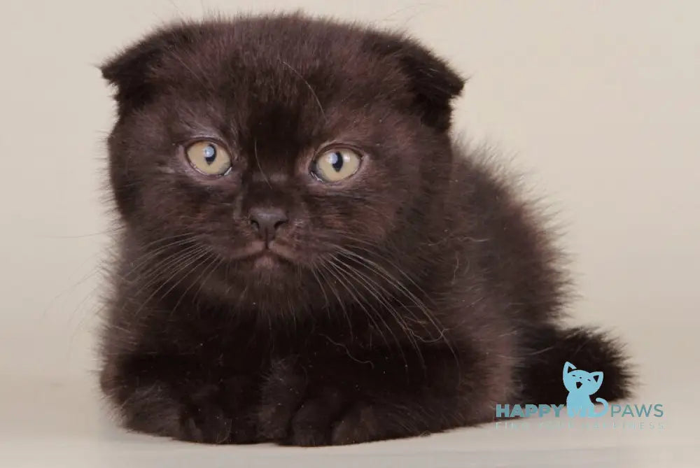 Boy Scottish Straight male black live animals