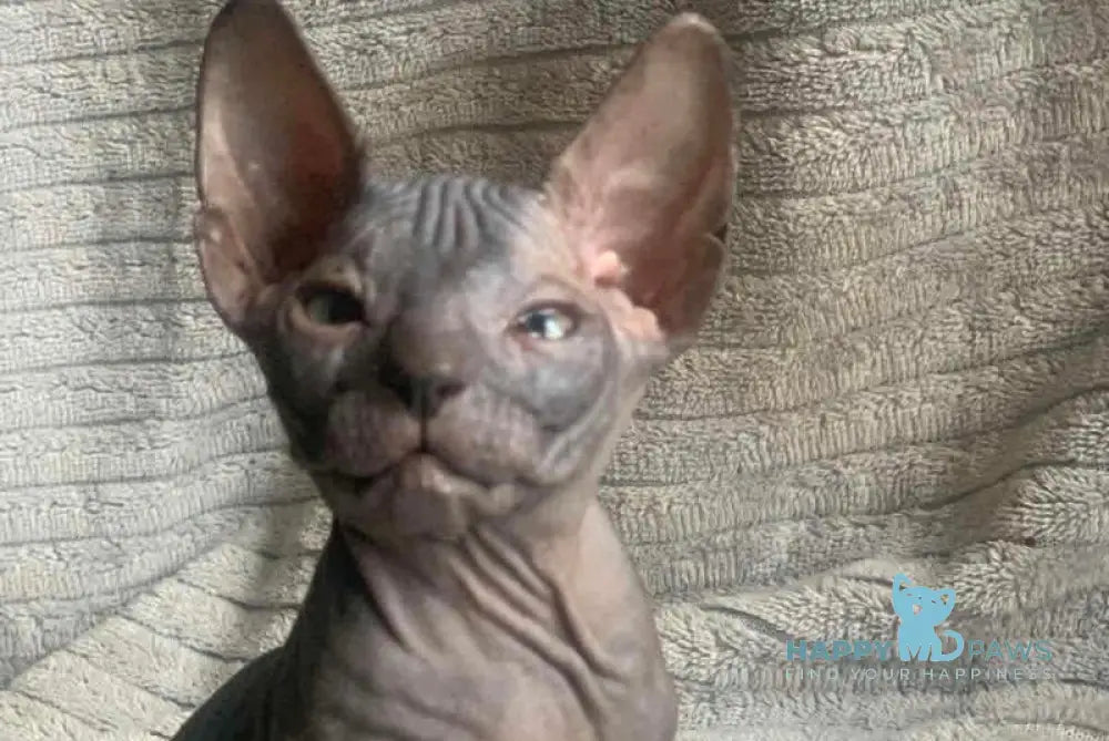 Bozhena Don Sphynx female black tortie - live animals