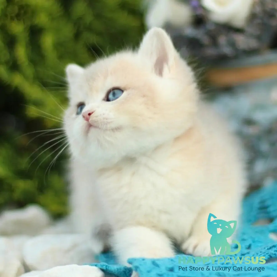 Brains British Shorthair male blue golden shaded - live animals