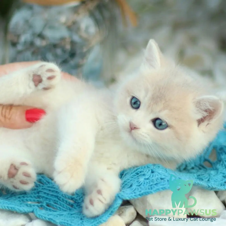 Brains British Shorthair male blue golden shaded - live animals