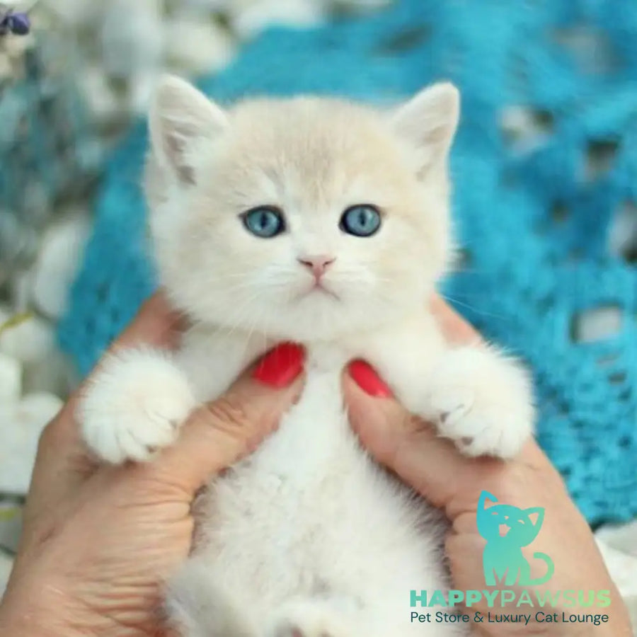 Brains British Shorthair male blue golden shaded - live animals