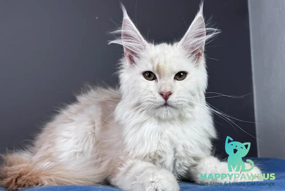 Bram Maine Coon male red smoke live animals